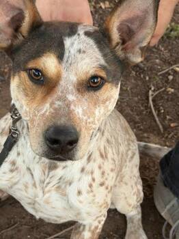 Australian Cattle Dog Blue Heeler Dogs Available for Adoption - Shelley | PetCurious