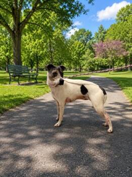 FARAH -  Parson Russell Terrier and Rat Terrier Dog for Adoption in Doral, Florida - FARAH | PetCurious