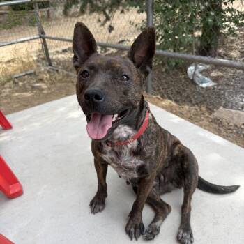 Polly Pockets (Courtesy Listing) -  Mixed Breed Dog Available for Adoption in Prescott, Arizona - Polly Pockets (Courtesy Listing) | PetCurious