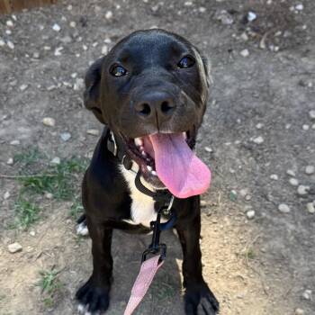 Ghost Town -  Mixed Breed Dog for Adoption in Fredericksburg, Virginia - Ghost Town | PetCurious