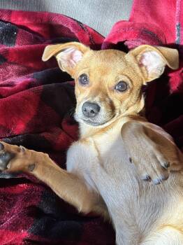 Pumpkin -  Chihuahua and Beagle Dog for Adoption in Seattle, Washington - Pumpkin | PetCurious