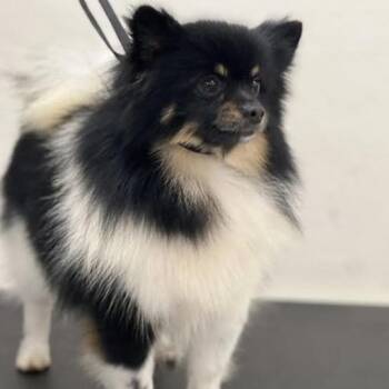 Pomeranian Dogs Available for Adoption - Ruffles | PetCurious