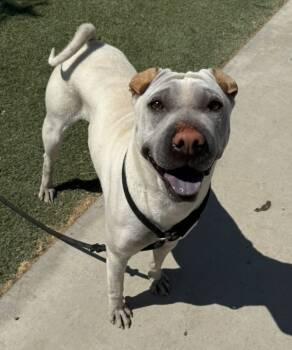 Rescue Shar Pei Dogs for Adoption in Tulare, California - Pearl | PetCurious