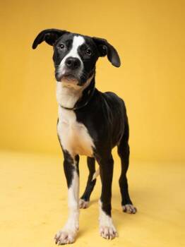 Dexter -  Mixed Breed Dog for Adoption in Atlanta, Georgia - Dexter | PetCurious