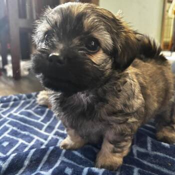 Lhasa Apso and Shih Tzu Dogs Available for Adoption - Kristoff | PetCurious