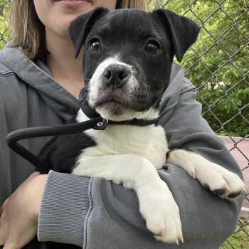 Mixed Breed Dogs Available for Adoption - Ellis  | PetCurious