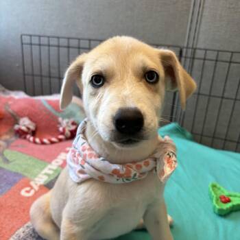 Shae -  Husky and German Shepherd Dog Dog for Adoption in Allegan, Michigan - Shae | PetCurious