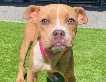 TRINA -  French Bulldog and Mixed Breed Dog for Adoption in Moreno Valley, California - TRINA | PetCurious