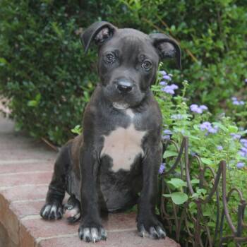 King -  Pit Bull Terrier Dog for Adoption in Natchitoches, Louisiana - King | PetCurious