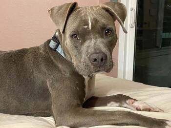 Madeline -  Pit Bull Terrier Dog for Adoption in Phoenix, Arizona - Madeline | PetCurious