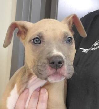 Korn -  Pit Bull Terrier and Mixed Breed Dog for Adoption in Kansas City, Missouri - Korn | PetCurious