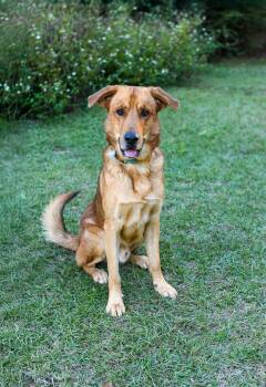 Rescue Retriever Dogs for Adoption in Bonifay, Florida - Charlie (Coming Soon) | PetCurious