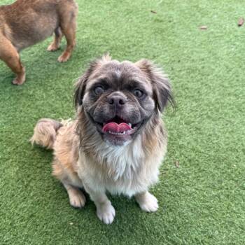 Rescue Pekingese Dogs for Adoption in Bastrop, Texas - Farley 25-06-001 | PetCurious