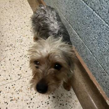 Karl Torp -  Yorkshire Terrier Dog for Adoption in Broken Arrow, Oklahoma - Karl Torp | PetCurious