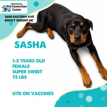 SASHA  Available NOW - ADOPTION or RESCUE! -  Mixed Breed Dog for Adoption in Nashville, North Carolina - SASHA  Available NOW - ADOPTION Or RESCUE! | PetCurious