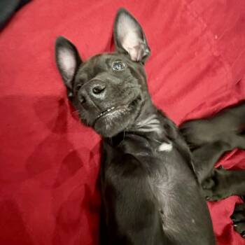 Doberman Pinscher and Mixed Breed Dogs Available for Adoption in Chino Hills, California - Mater (C000-090) -*Available 5/16*City Of Industry Location | PetCurious