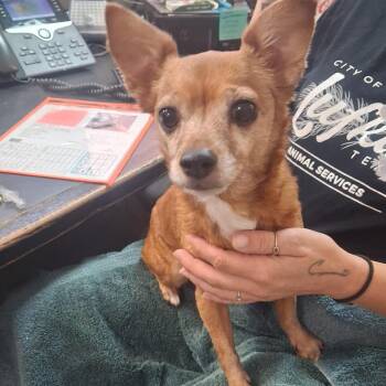 Chewie -  Chihuahua Dog for Adoption in Lufkin, Texas - Chewie | PetCurious