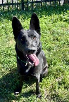 Sasha -  Shepherd Dog for Adoption in Buffalo, New York - Sasha | PetCurious