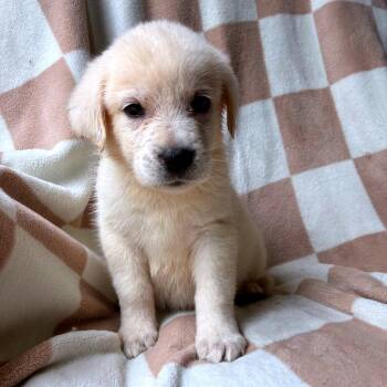 Cely -  Great Pyrenees and Mixed Breed Dog for Adoption - Cely | PetCurious