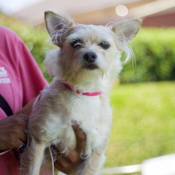 Demi 21734 -  Terrier and Mixed Breed Dog for Adoption in Cumming, Georgia - Demi 21734 | PetCurious
