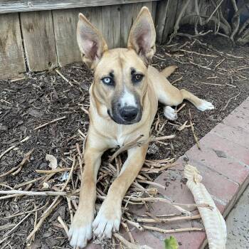 Shepherd Dogs Available for Adoption - Poppy | PetCurious