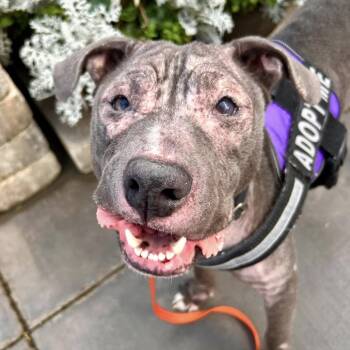 Pit Bull Terrier Dogs Available for Adoption in Las Vegas, Nevada - Cynthia | PetCurious