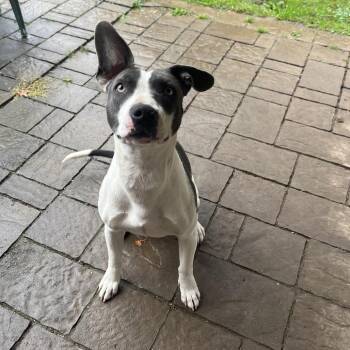 Pit Bull Terrier Dogs Available for Adoption - Koda | PetCurious