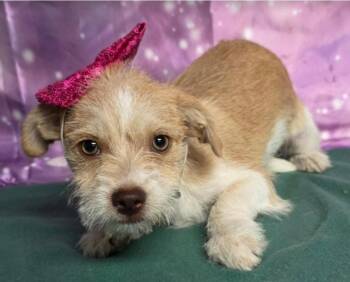 Mollie -  Yorkshire Terrier and Border Terrier Dog for Adoption in Sedalia, Colorado - Mollie | PetCurious