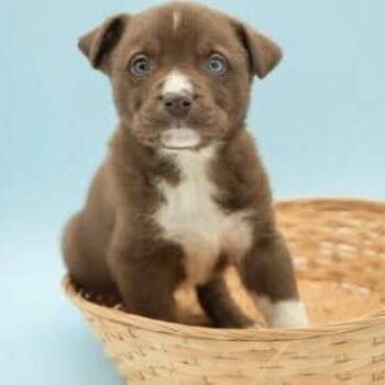 Australian Shepherd Dogs Available for Adoption - Goldfish (Foster2Adopt) | PetCurious