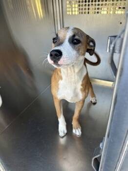 Rescue Terrier and Mixed Breed Dogs for Adoption in Fort Worth, Texas - 59713492 | PetCurious
