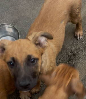 Rescue German Shepherd Dog Dogs for Adoption in Rancho Cucamonga, California - Charlie | PetCurious