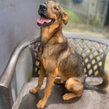 Goofy -  Bloodhound and German Shepherd Dog Dog for Adoption in San Juan, San Juan - Goofy | PetCurious