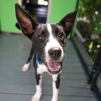 Kathy -  Mixed Breed Dog for Adoption in Bradenton, Florida - Kathy | PetCurious