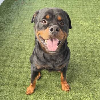 River -  Rottweiler Dog for Adoption in Pasadena, California - River | PetCurious