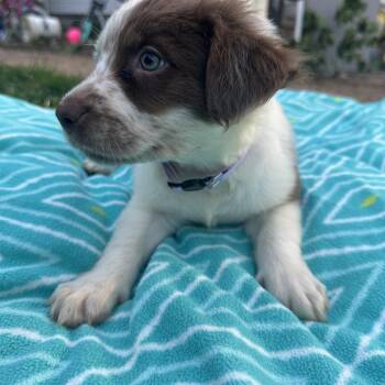 Australian Cattle Dog Blue Heeler and American Staffordshire Terrier Dogs Available for Adoption in Mt. Juliet, Tennessee - Sunday (Tombstone Litter) | PetCurious