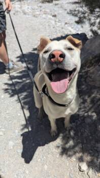 ODDY NUFF -  Siberian Husky and Shar Pei Dog for Adoption in Las Vegas, Nevada - ODDY NUFF | PetCurious