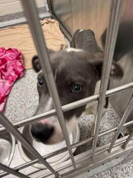 Mixed Breed Dogs Available for Adoption - Compassion | PetCurious