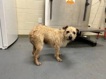 Terrier Dogs Available for Adoption in Winder, Georgia - 2026-04-082 *Jessie* | PetCurious