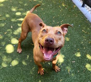 GEORGE PITTINGTON -  Pit Bull Terrier Dog for Adoption in Minneapolis, Minnesota - GEORGE PITTINGTON | PetCurious