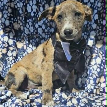 Glen Of Imaal Terrier and Belgian Shepherd Malinois Dogs Available for Adoption in Harlingen, Texas - Woody | PetCurious