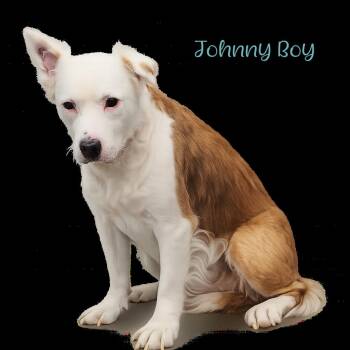 Johnny Boy -  Pit Bull Terrier and Mixed Breed Dog for Adoption in Parkersburg, West Virginia - Johnny Boy | PetCurious