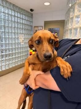 BANDIT -  Labrador Retriever and Mixed Breed Dog for Adoption - BANDIT | PetCurious