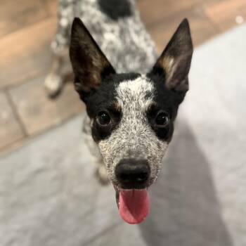Rescue Cattle Dog and Mixed Breed Dogs for Adoption in Houston, Texas - Coy | PetCurious