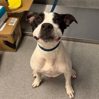 ZuZu -  Pit Bull Terrier Dog for Adoption in Martinsville, Virginia - ZuZu | PetCurious