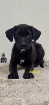 Holiday -  Black Labrador Retriever Dog for Adoption in Marion, Mississippi - Holiday | PetCurious