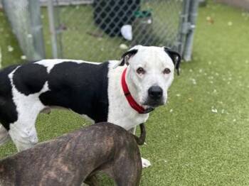 Coach -  American Bulldog and Mixed Breed Dog for Adoption in Gainesville, Florida - Coach | PetCurious