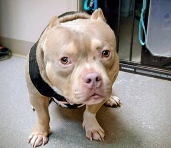 American Bulldog Dogs Available for Adoption - Simba | PetCurious