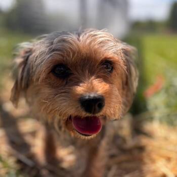 Terrier and Mixed Breed Dogs Available for Adoption in York, Pennsylvania - Charlie | PetCurious