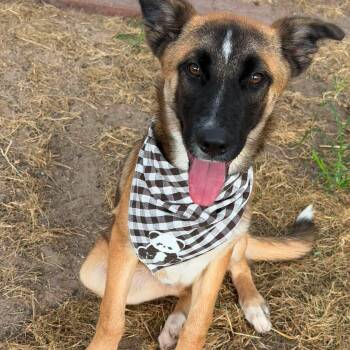 David -  Belgian Shepherd Malinois and German Shepherd Dog Dog for Adoption in Houston, Texas - David | PetCurious