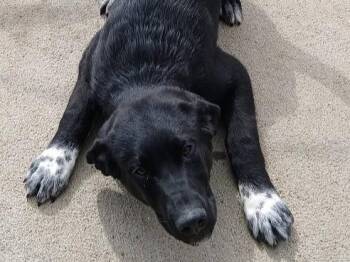 Australian Shepherd and Labrador Retriever Dogs Available for Adoption - MIDNIGHT | PetCurious